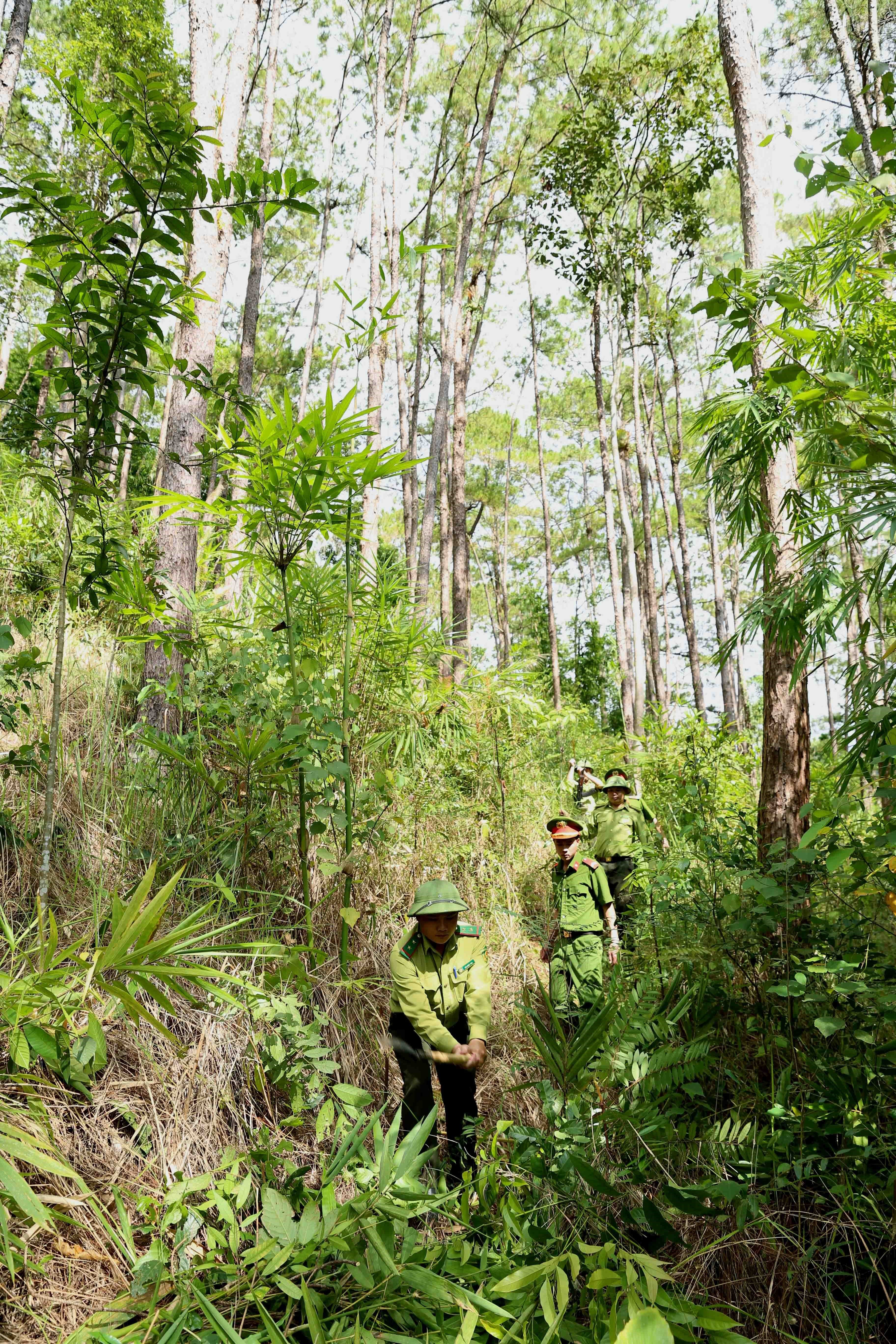 Lực lượng liên ngành tổ chức tuần tra bảo vệ rừng thông nguyên sinh thuộc Vườn Quốc gia Tà Đùng, xã Đắk Som, huyện Đắk GLong, tỉnh Đắk Nông. (Ảnh: Vũ Sinh/TTXVN)