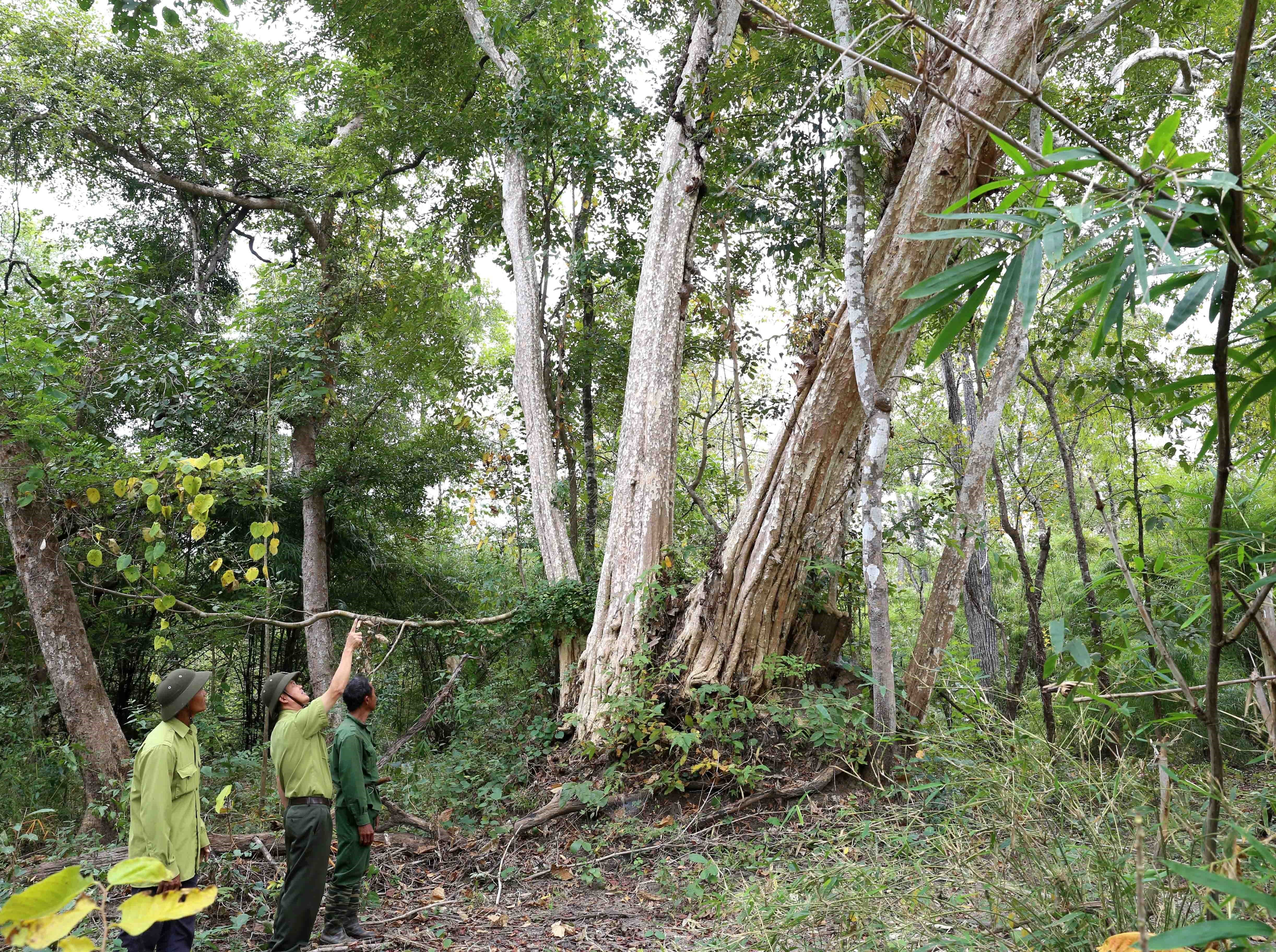 Lực lượng Kiểm lâm phối hợp với lực lượng quản lý rừng của Công ty trách nhiệm hữu hạn Buôn Đôn đi tuần tra bảo vệ rừng trên địa bàn xã KRôngNa, huyện Buôn Đôn. (Ảnh: Vũ Sinh/TTXVN)