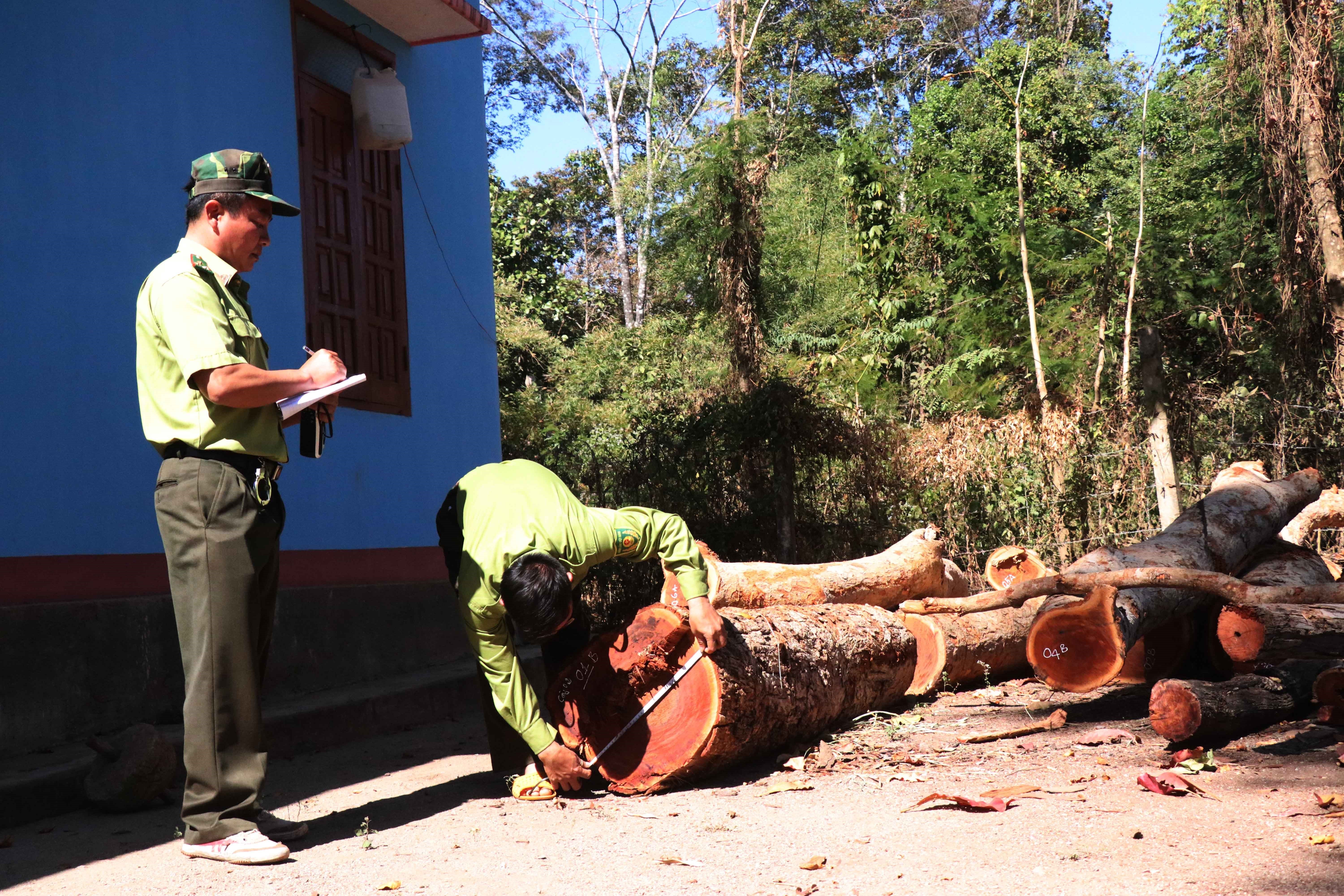 Lực lượng quản lý, bảo vệ rừng Vườn quốc gia Yok Đôn kiểm đếm gỗ bị bắt giữ. (Ảnh: Tuấn Anh/TTXVN)