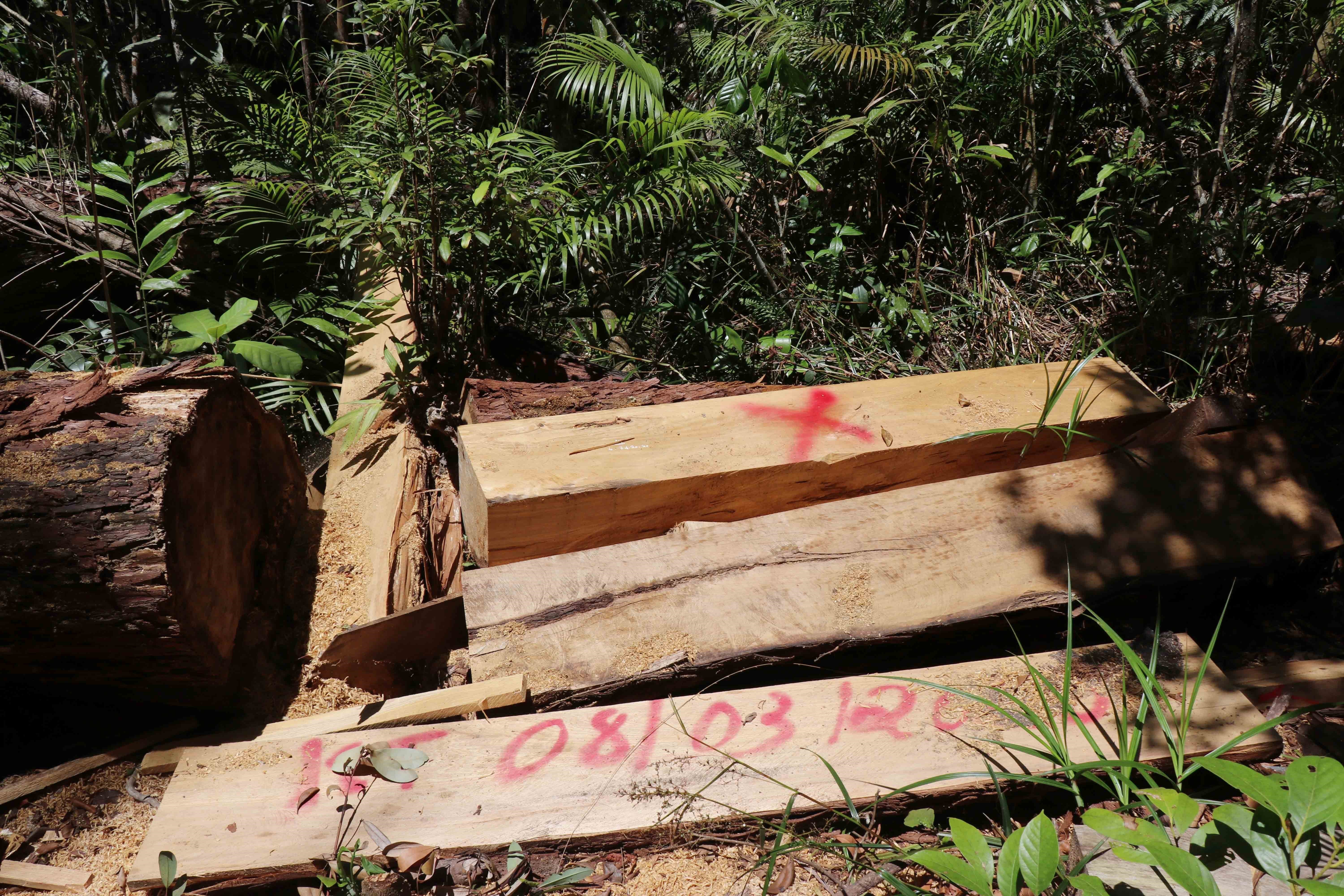 Hiện trường khai thác gỗ Pơ mu trái phép từ các năm trước tại tiểu khu 1213, thuộc lâm phần quản lý của Công ty Trách nhiệm hữu hạn Một thành viên Lâm nghiệp Kông Bông. (Ảnh: Tuấn Anh/TTXVN)