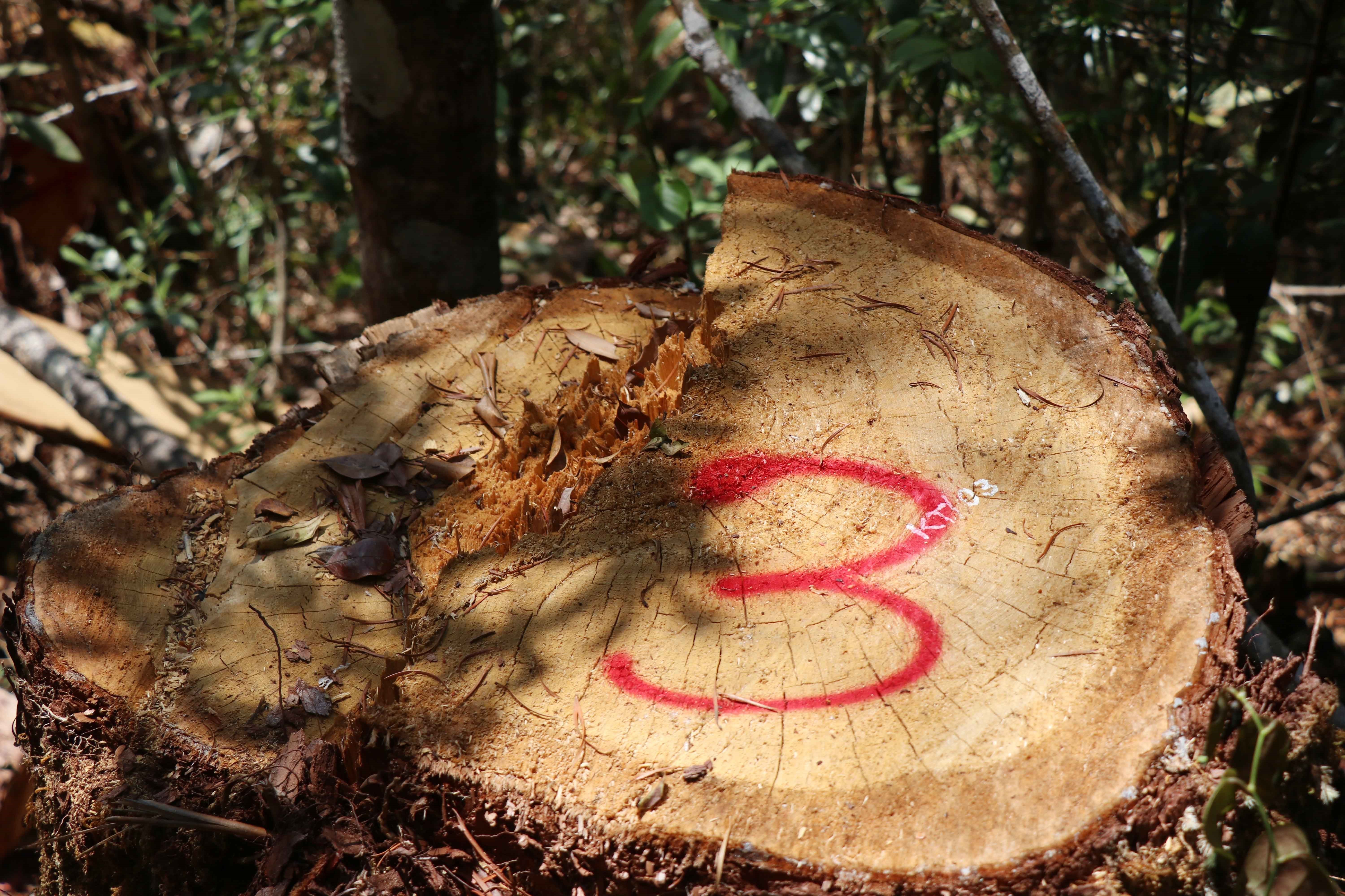  Hiện trường vụ phá rừng pơmu xảy ra vào tháng 4/2020 tại tiểu khu 1219, thuộc lâm phần quản lý của Công ty Trách nhiệm hữu hạn Một thành viên Lâm nghiệp Kông Bông. (Ảnh: Tuấn Anh/TTXVN) 