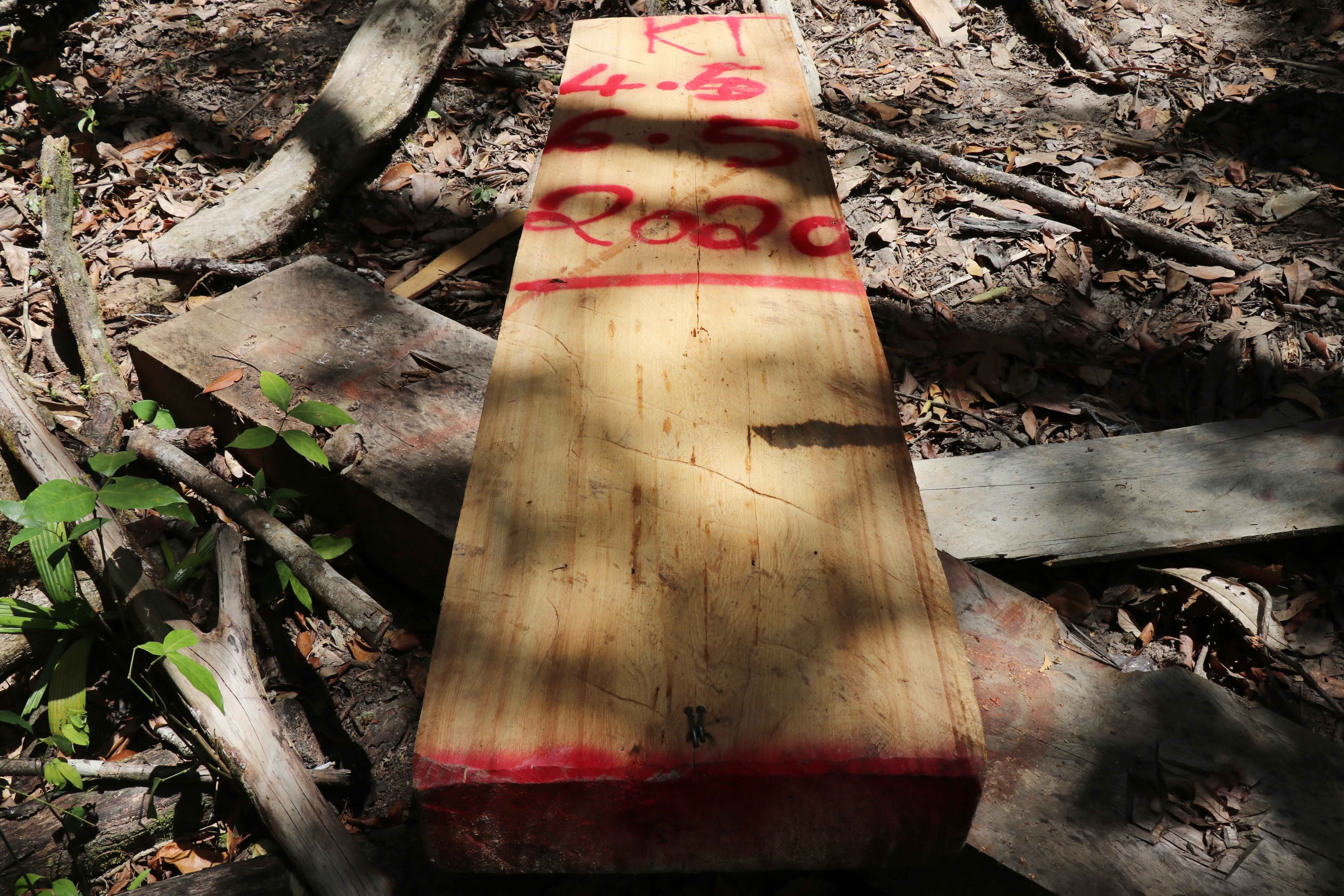 Một khúc gỗ pơmu trên đường vận chuyển ra khỏi rừng bị lâm tặc bỏ lại khi phát hiện lực lượng quản lý bảo vệ rừng tuần tra. (Ảnh: Tuấn Anh/TTXVN)