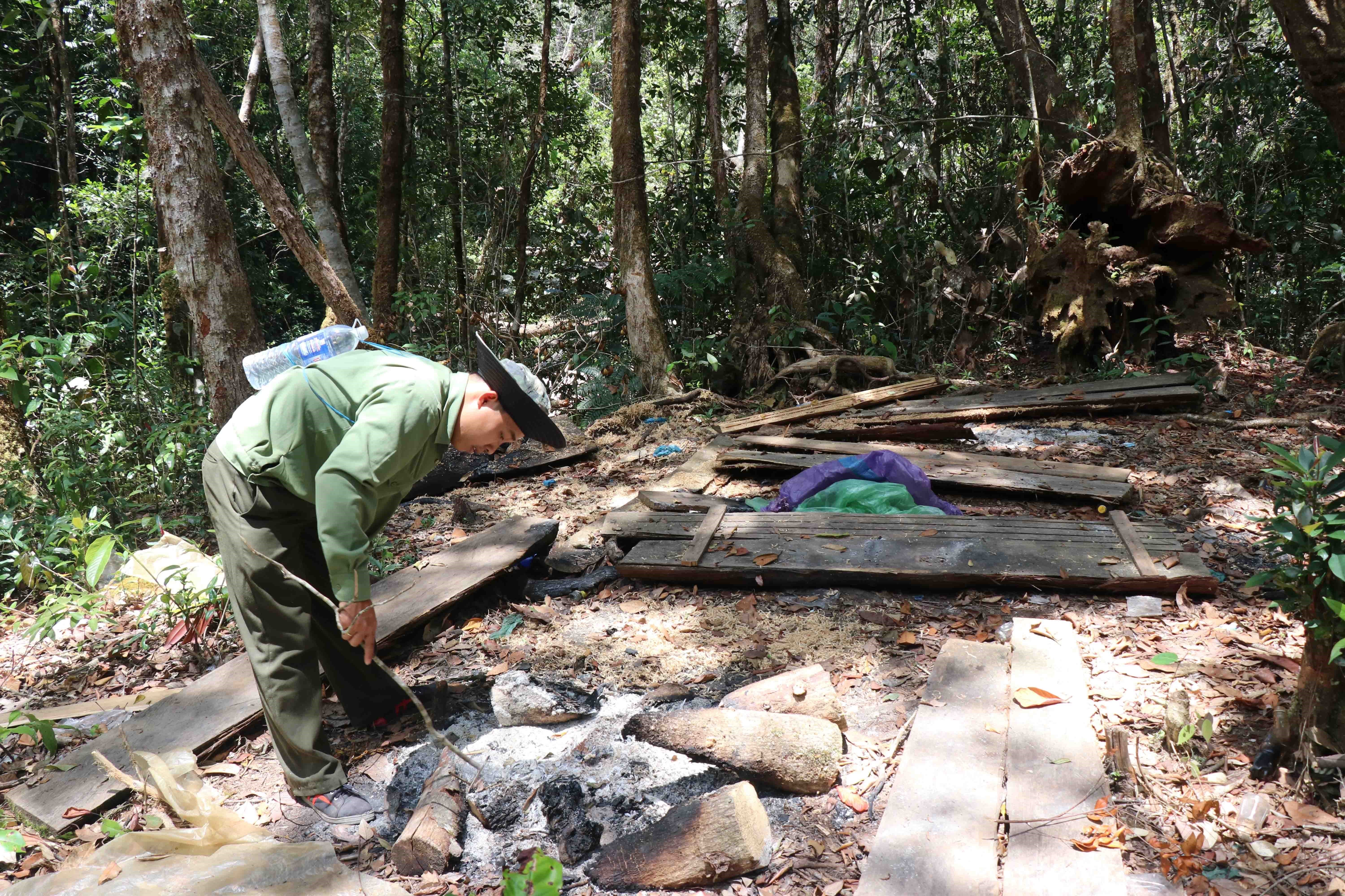  Một lán trại của lâm tặc dựng giữa rừng để khai thác gỗ pơmu trái phép. (Ảnh: Tuấn Anh/TTXVN) 