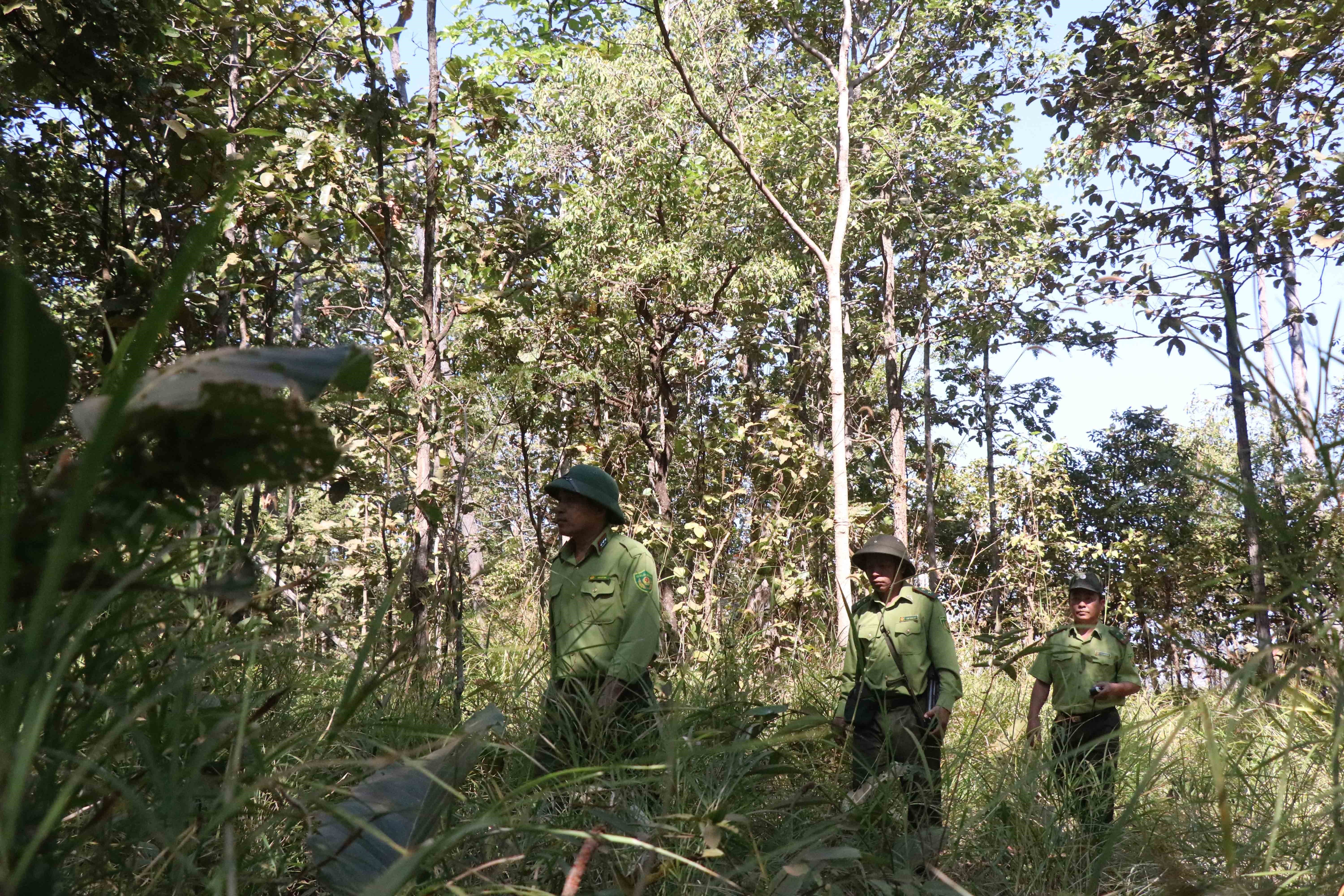  Lực lượng quản lý, bảo vệ rừng Vườn quốc gia Yok Đôn tổ chức tuần tra, bảo vệ rừng. (Ảnh: Tuấn Anh/TTXVN)