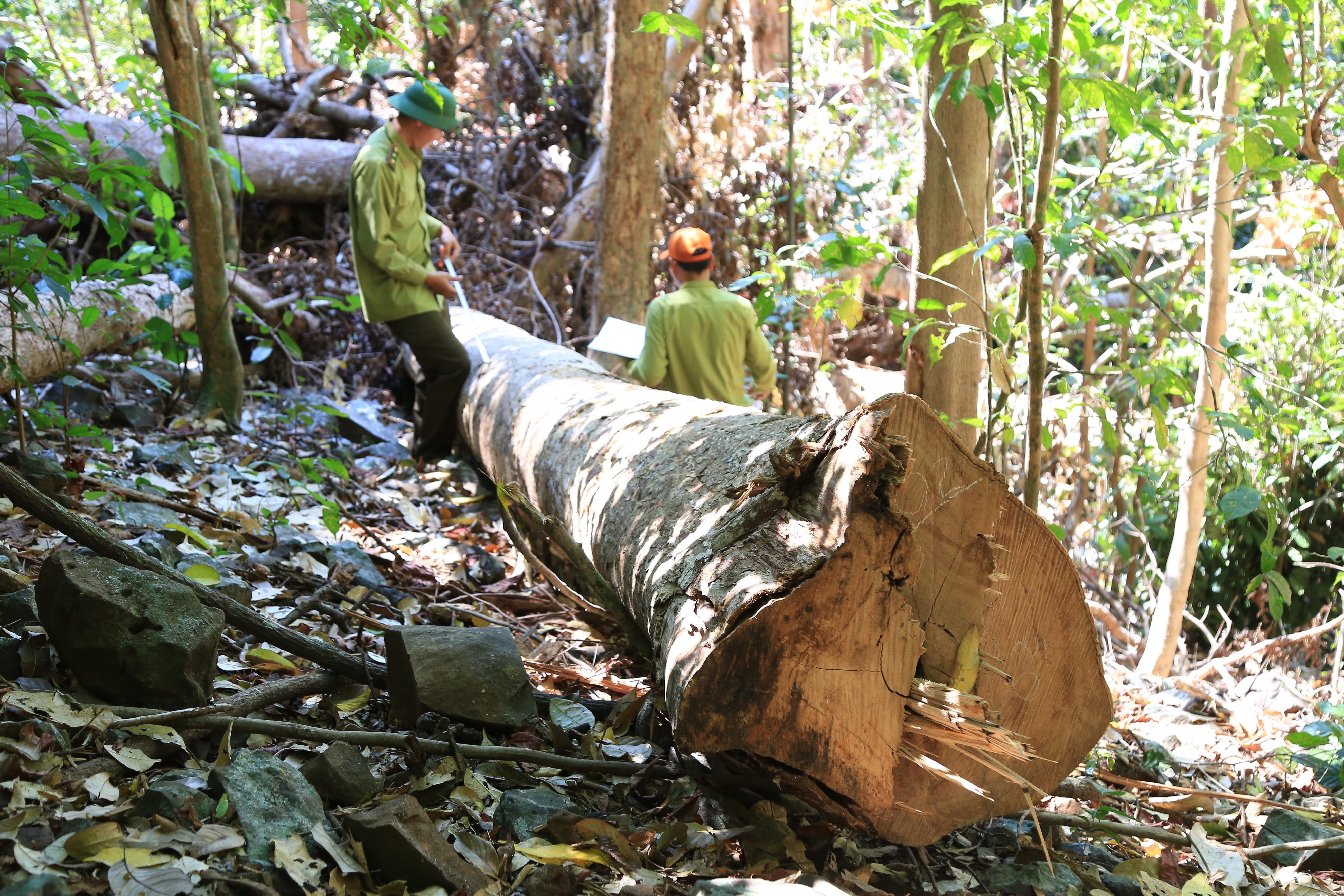 Hiện trường vụ chặt phá rừng trên lâm phần được giao cho Công ty TNHH Hoàng Ba quản lý. (Ảnh : Hưng Thịnh/ TTXVN)