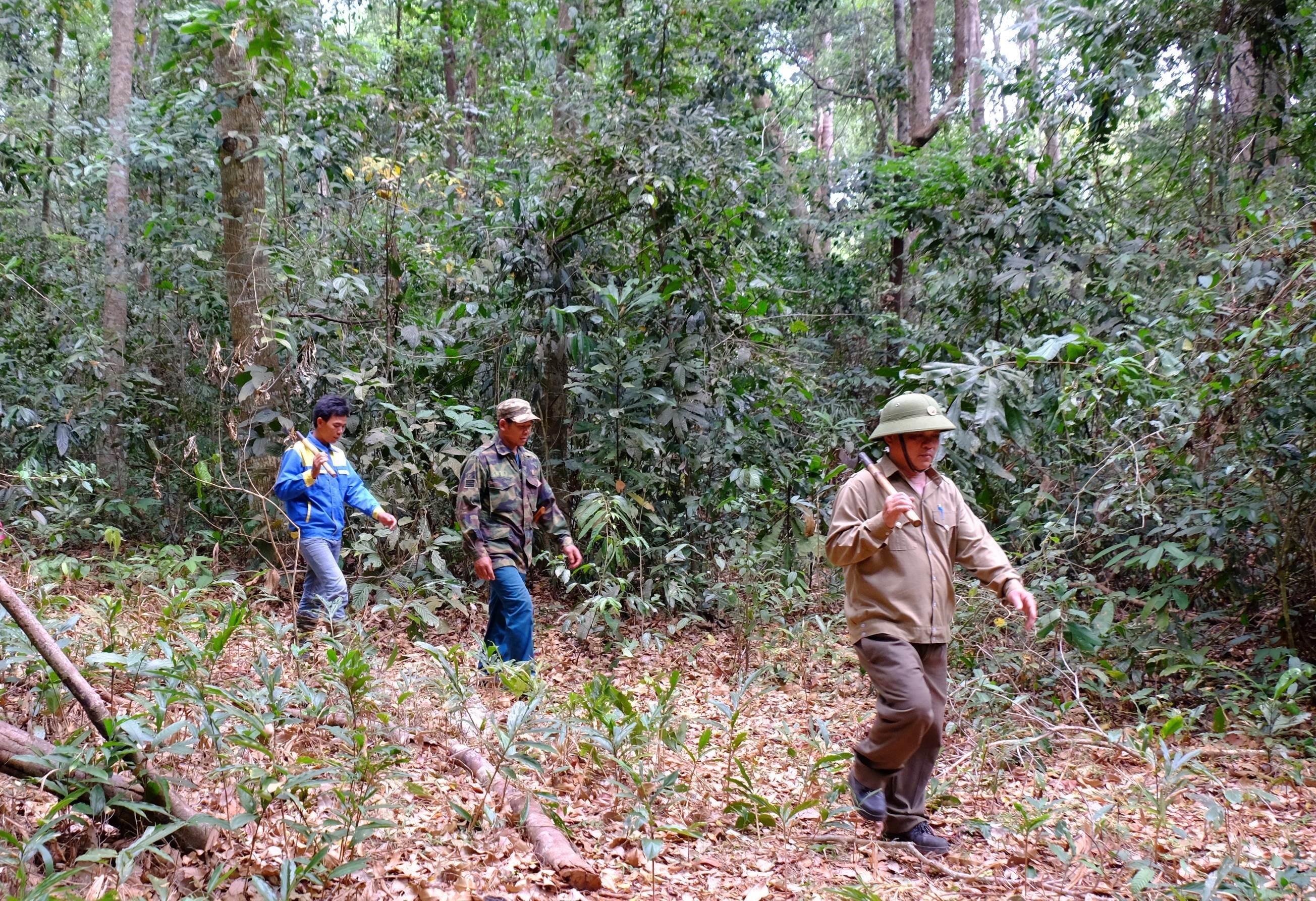  Lực lượng Ban quản lý rừng phòng hộ Bù Đăng, tỉnh Bình Phước chủ động tuần tra phòng cháy trong mùa khô. (Ảnh: K GỬIH/TTXVN)