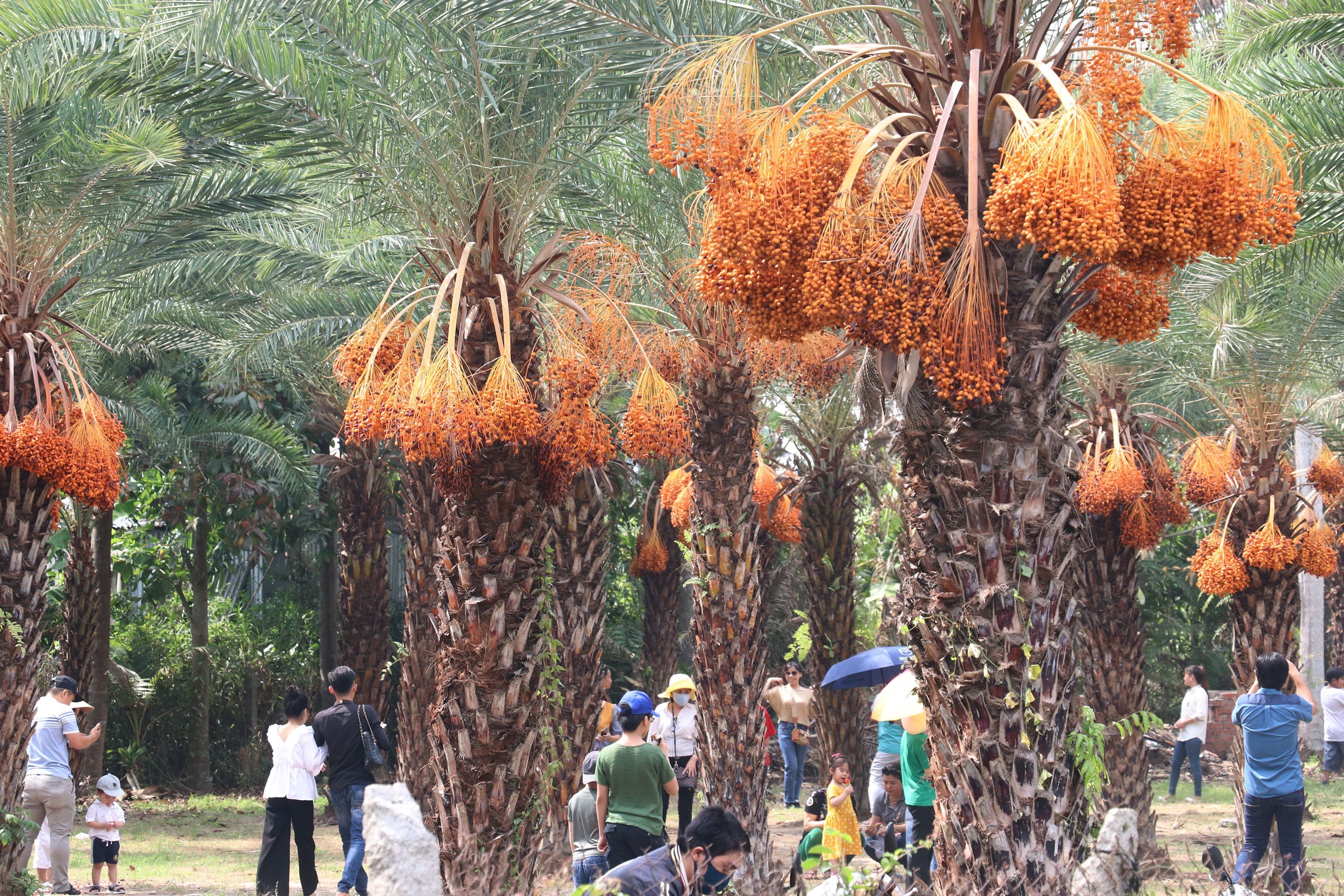 Vườn cây Chà là ở Làng hoa kiểng Sa Đéc thu hút khách đến tham quan. (Ảnh: Nguyễn Văn Trí/TTXVN)