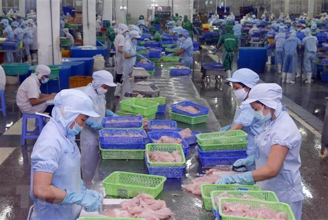 Công ty TNHH Thủy sản Biển Đông (Khu công nghiệp Trà Nóc II, thành phố Cần Thơ) là một trong ba doanh nghiệp xuất khẩu cá tra của Việt Nam xuất khẩu sang thị trường Hoa Kỳ và được hưởng mức thuế chống bán phá giá thấp tại thị trường này. (Ảnh: Thanh Liêm/TTXVN)