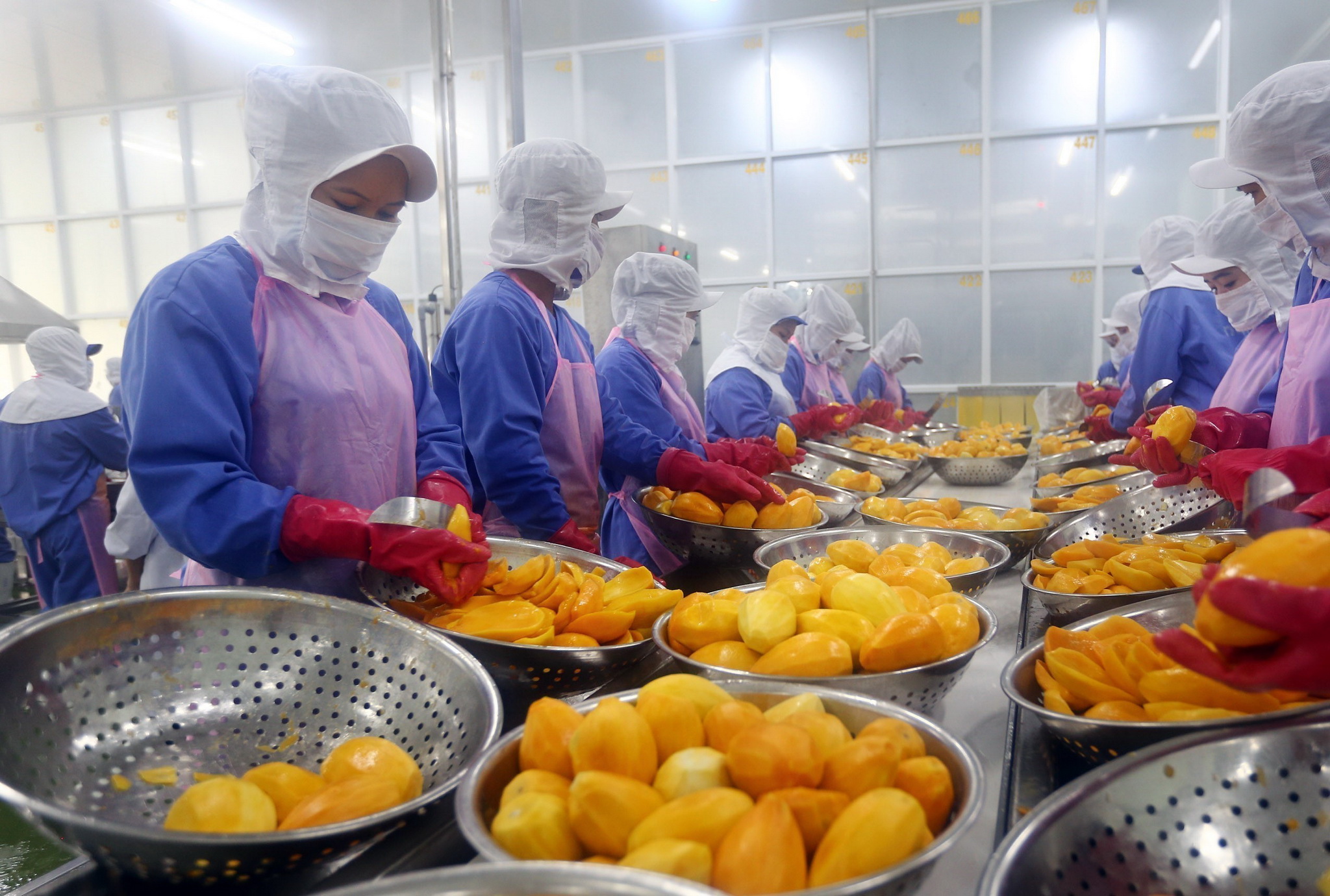 Dây chuyền chế biến, sơ chế hoa quả xuất khẩu của Công ty Cổ phần Nafoods miền Nam. (Ảnh: Danh Lam/TTXVN)