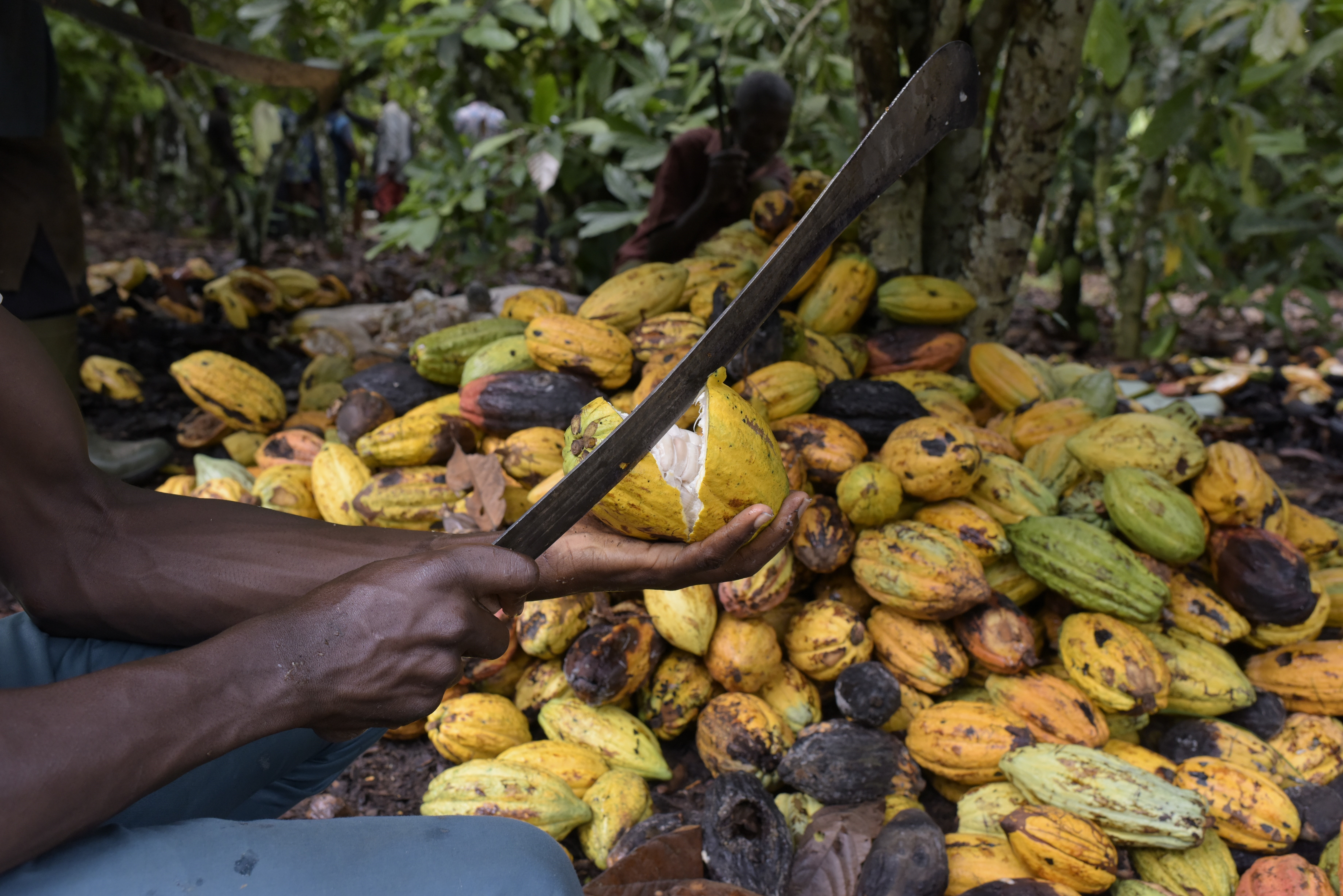 Bơ cacao mang lại cho chocolate cảm giác béo ngậy, còn các mảnh hạt cacao thì cung cấp mùi vị đặc biệt. (Ảnh: AFP/TTXVN)