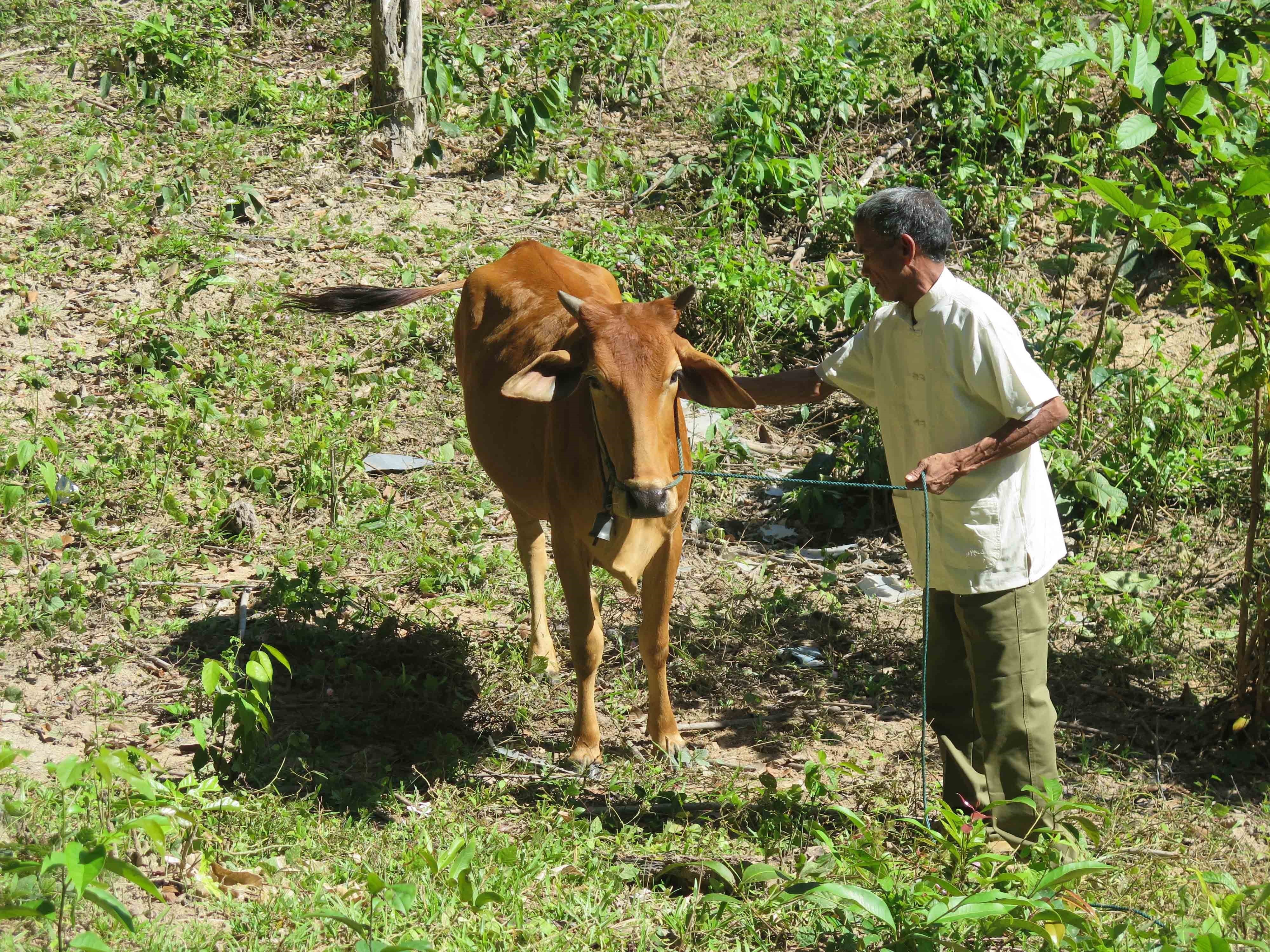 Già A Dói, người có uy tín trong cộng đồng người Rơ Măm chăm sóc bò được hỗ trợ từ Quyết định 2086/QĐ-TTg. (Ảnh: Dư Toán/TTXVN)