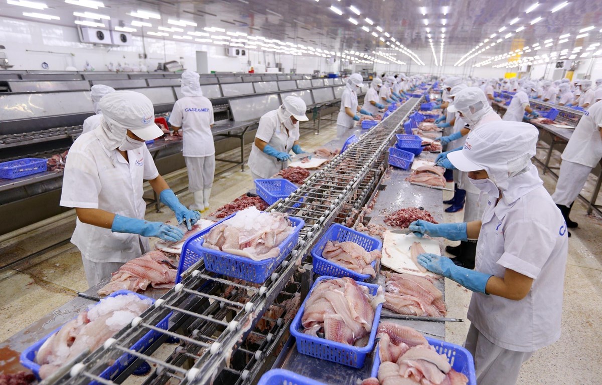 Procesamiento de pescado para la exportación de una empresa vietnamita (Fuente:VNA)