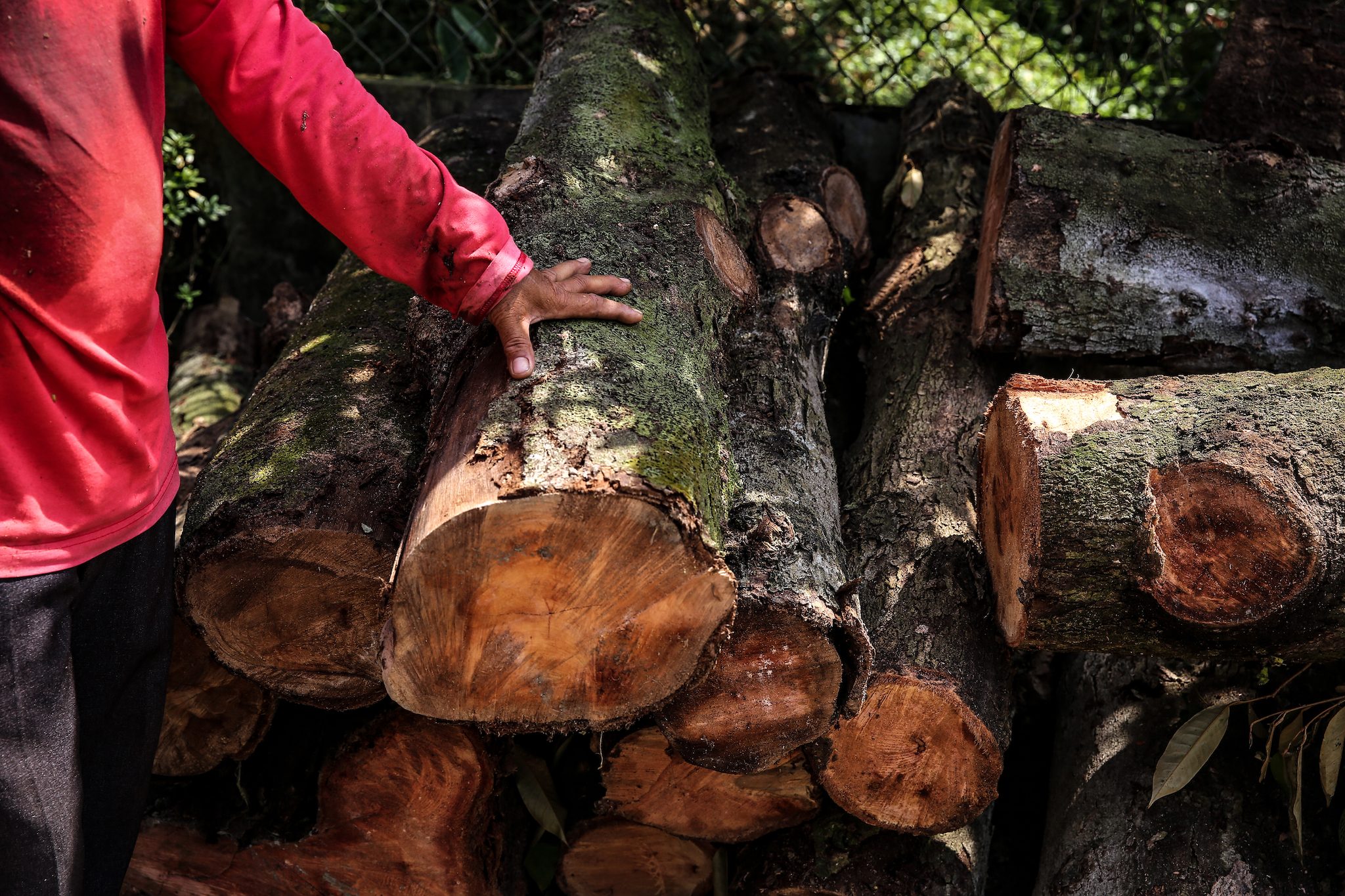 Một bãi tập kết gỗ sầu riêng hình thành sau khi hạn mặn. Một gốc cây này khi đã đốn xuống chỉ còn có giá 20 ngàn đồng, trong khi lúc còn sống và cho ra trái, nó có thể đem lại cho chủ vườn 10-15 triệu đồng/năm. (Ảnh: Minh Sơn/Vietnam+)