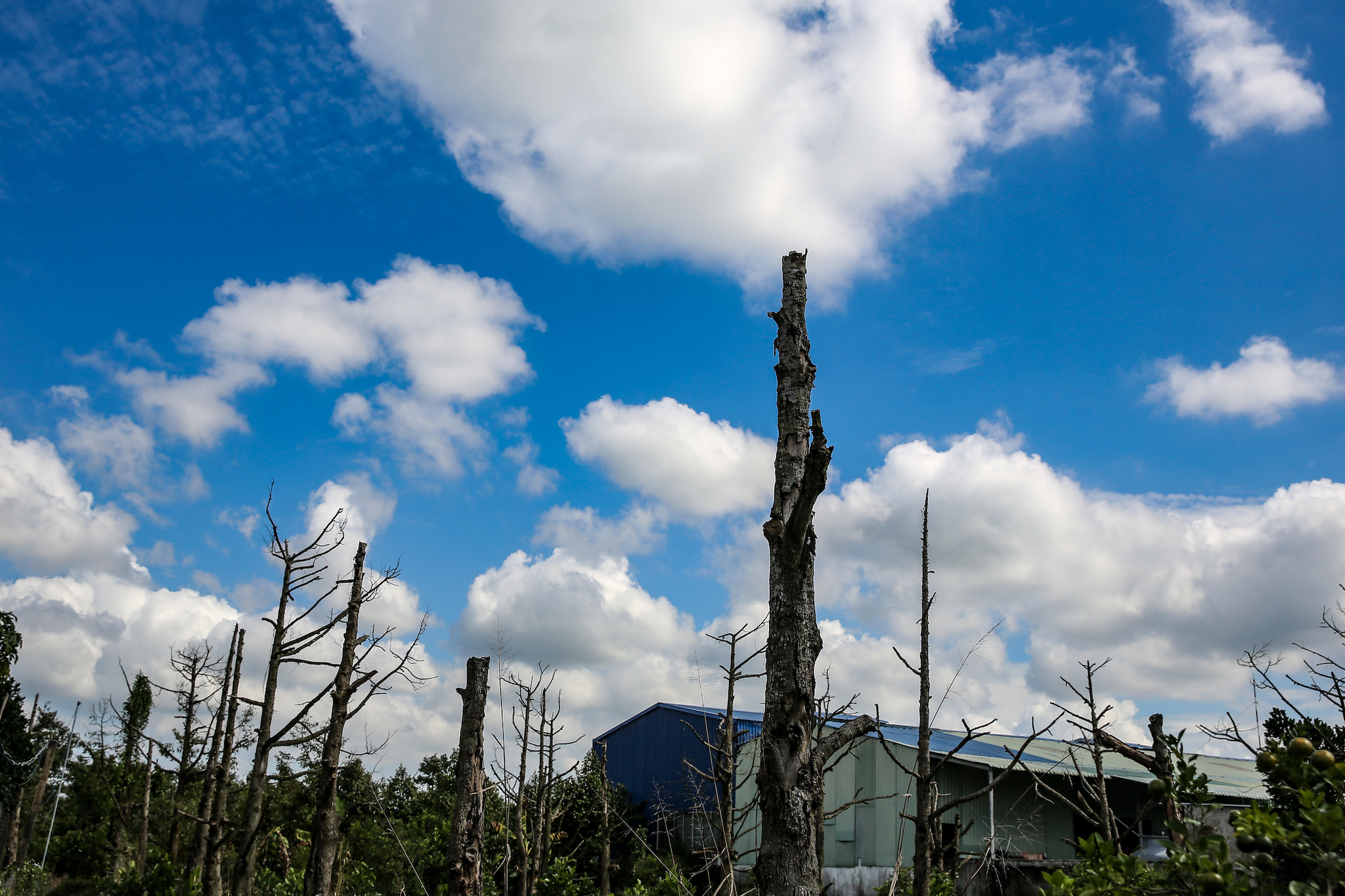 Những cây sầu riêng chết héo quay quắt chọc thẳng lên nền trời xanh thăm thẳm. (Ảnh: Minh Sơn/Vietnam+)