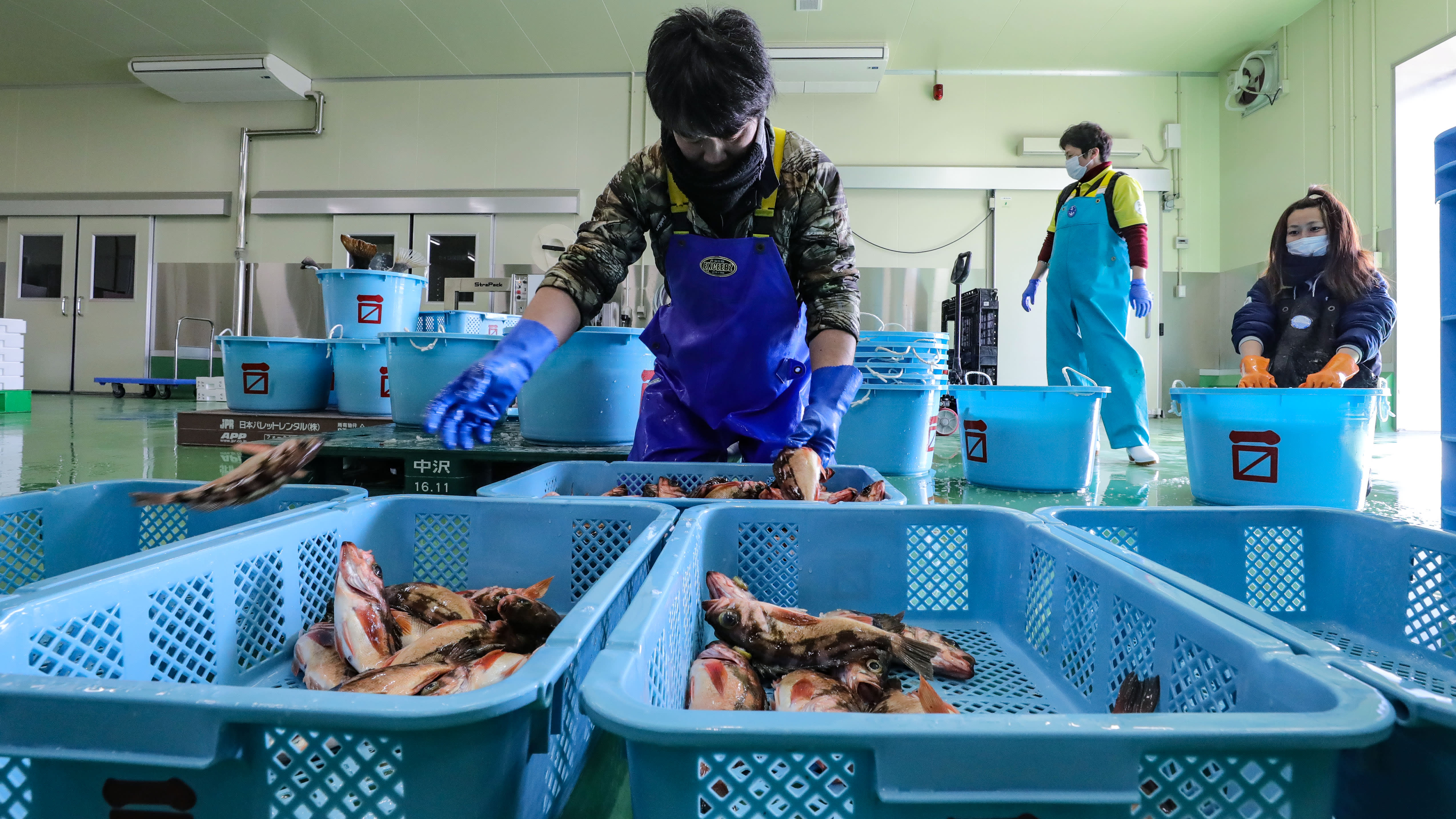 Một nhân viên phân loại cá tại cơ sở mới thuộc sở hữu của Shibaei, một công ty  chế biến thủy sản tại thị trấn Namie, tỉnh Fukushima. (Nguồn: nikkei)